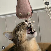 Een kat die speelt met een speeltje vol kattenkruid