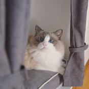 Een grijs-witte kat met blauwe ogen in een Maya Nook met grijze Gordijnen en kussens