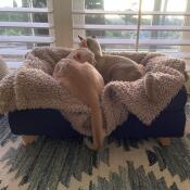Ik hou van mijn nieuwe Omlet bed! het past mooi bij onze inrichting 😽