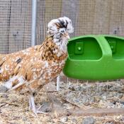 Fauna (padovana ciuffata) met zijn drinkfles Eglu Cube