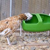 Fauna (padovana ciuffata) met zijn drinkfles Eglu Cube