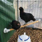 Twee kippen zittend op Omlet universele zitstok