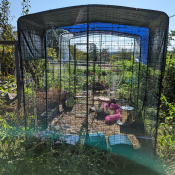 Caviahok + ren van 6x9 in onze tuin. 