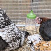 Flora, fauna en serena (padovana ciuffata, marans, orpington) met hun pikspeeltje