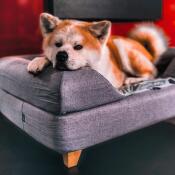 Schattige hond liggend op Omlet Topology hondenbed met bolster bed topper en vierkante houten voeten