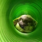 Een konijn verstopt in zijn groene tunnel