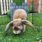 Betty geniet van haar nieuwe tunnels en ren.