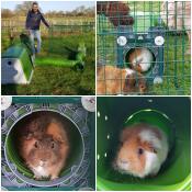Piggie palace compleet en honden houden van het uitzicht!