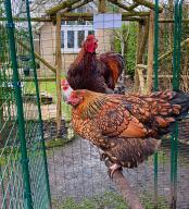 Onze kippen houden van de zitstok in hun inloopren. 