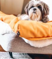 Hond op Topology hondenbed met zitzak topper