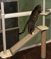 Cat climbing through the ramp