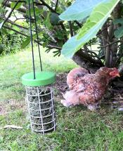 Kip in een tuin met een traktatie Caddi