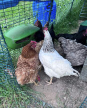De manGeowoede van onze kippen