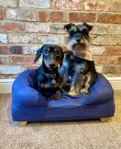 Twee kleine hondjes op een blauw bed met houten voetjes