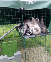 Mijn twee reuze konijntjes en leeuwenkopjes passen Goed op mijn Omlet platform