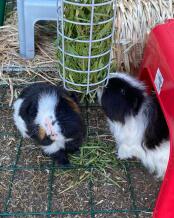 Cavia's onderzoeken Omlet Caddi cavia traktatie houder