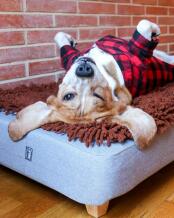 Een hond blij met zijn bed en bruine microvezel topper