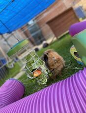 Cleo geniet van haar voederbak! 