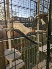 Een kitten speelt op zijn buitenkattenboom in een catio