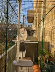 Een kat geniet van de zon vanuit zijn buitenkattenboom