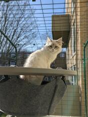 Een kat in de hangmat van zijn buitenkattenboom