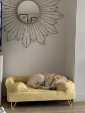 Een hond slapend op zijn gele bolster bed