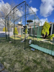 3/6 katten in catio