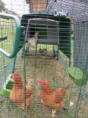 Kippen in een ren aan een groot groen Eglu Cube kippenhok