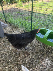 De waterer is perfect qua capaciteit! de kwaliteit is echt top 👍🏼 ; ik heb zelfs een tweede gekocht om meerdere waterpunten voor mijn kuikens te hebben 🐓🐓