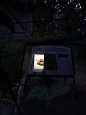 Kip in een Cube hok met een licht aan 's nachts