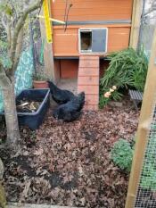 Twee zwarte kippen naast een houten hok met een Autodoor