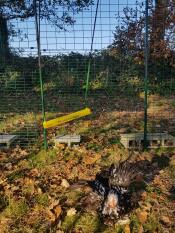 Een kip die van een kippenschommel springt in een inloopren in een tuin