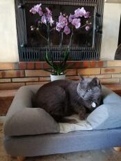 Een kat in zijn grijze bolster kattenbed