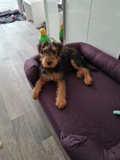 Een hond liggend op een paars bolster hondenbed