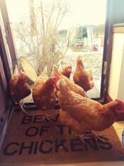 De zuidelijke petty hens