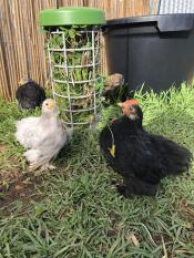 Kippen met Omlet Caddi traktatie houder