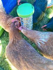 Kippen met Omlet Caddi kippen traktatie houder