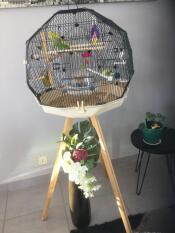 Een groene vogel in zijn ronde kooi op een standaard