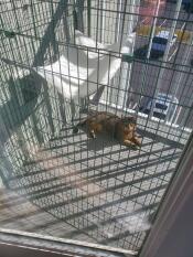 Een balkonomheining voor katten met een kat binnen in de zon