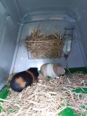 Twee cavia's in hun Eglu hok.