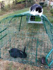 Een kat bovenop een uitbreiding van Eglu Go kijkend naar enkele konijnen