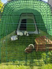 Drie cavia's in de omheining van hun groene hok