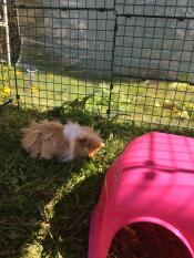 Een cavia geniet van de schaduw van een overkapping in zijn leefruimte