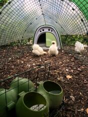 Silkies die droog blijven