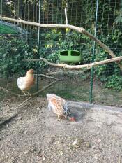 Kippen in Omlet loop in kippenren