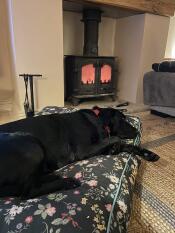 Een grote hond die slaapt op het middernacht weide kussen hondenbed.