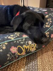 Een hond rustend op het middernacht weide kussen hondenbed.