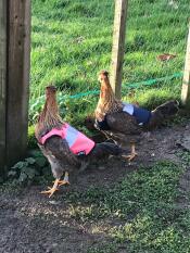 Darcy en pip in hun mooie nieuwe Omlet jassen!