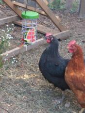 Kippen met Omlet Caddi traktatie houder
