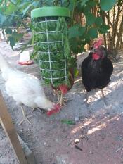 Drie kippen in een tuin die eten van een Caddi